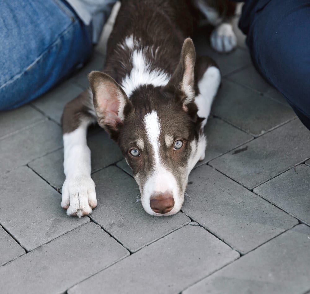 Welcome to Tri-County Animal Clinic | Louisa Vet Welcome to Tri-County Animal Clinic | Louisa Vet
