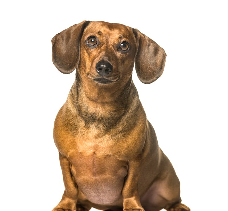 Small Dogs, Tri-County Animal Clinic